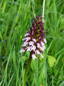 Orchis purpurea